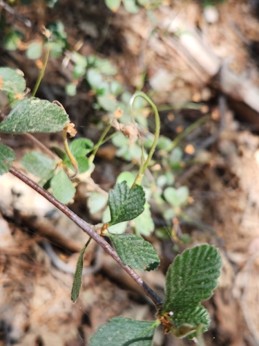 iNaturalist observation photo of Birchleaf Mountain Mahogany