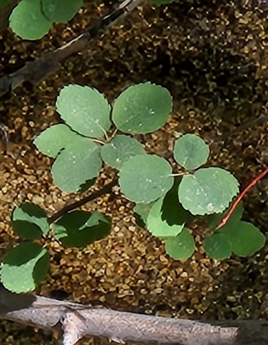 iNaturalist observation photo of Utah Serviceberry