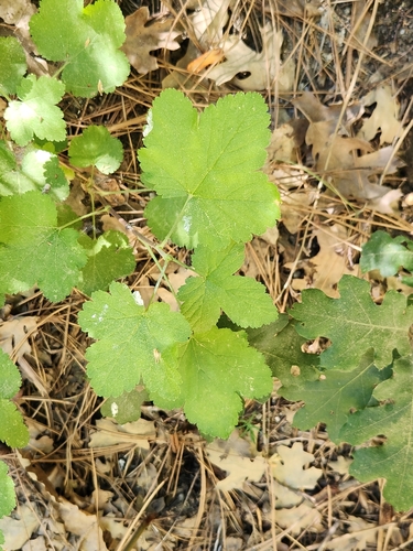 iNaturalist observation photo of mountain pink currant