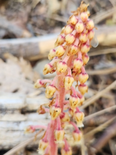 iNaturalist observation photo of woodland pinedrops