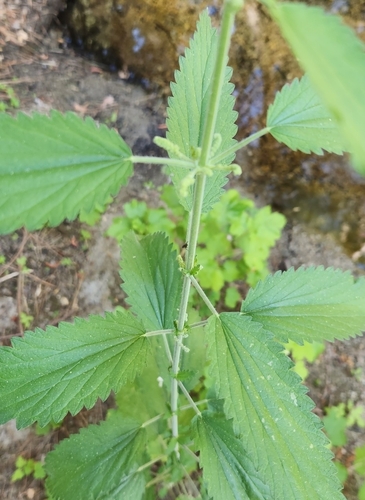 iNaturalist observation photo of hoary nettle