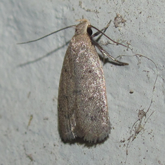 Inga obscuromaculella