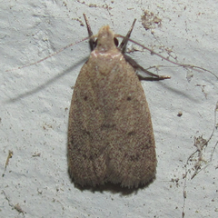 Inga obscuromaculella