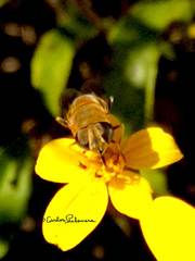 Eristalina