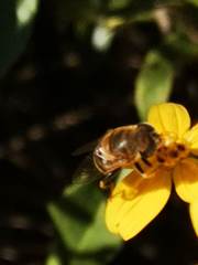 Eristalina