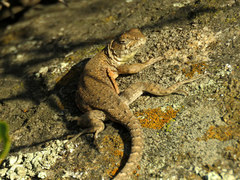 Liolaemus monticola