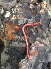 Strigamia bothriopus