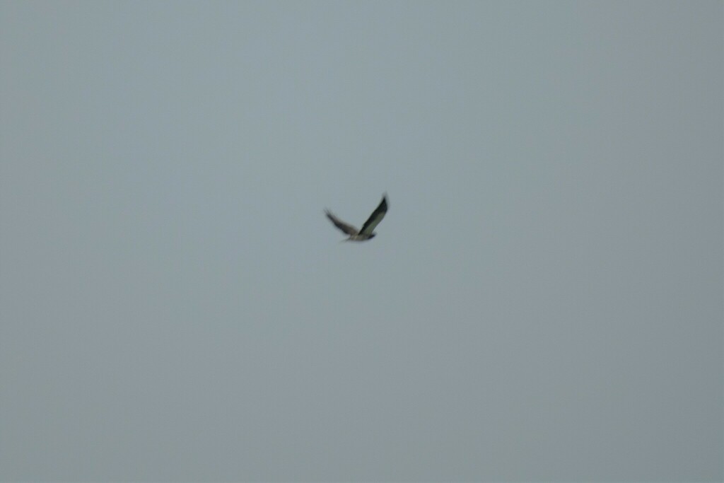 Swainson's Hawk from Anthony Henday Big Lake, Edmonton, AB, Canada on ...