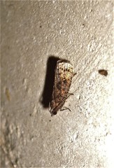 Cryptaspasma querula