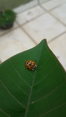 Harmonia axyridis