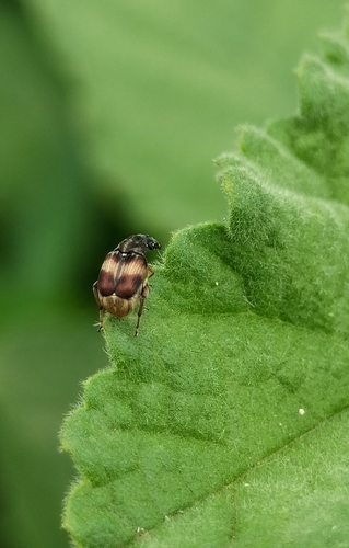 Sennius lebasi
