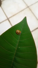 Harmonia axyridis