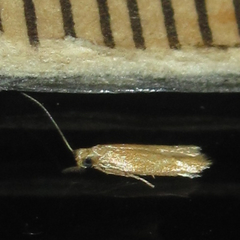 Tischeriidae