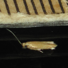 Tischeriidae