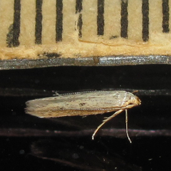 Haplochrois bipunctella