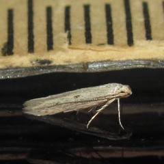 Haplochrois bipunctella