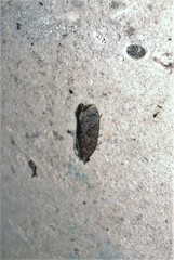 Cryptaspasma querula