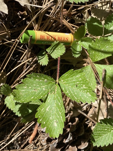 iNaturalist observation photo of strawberry subtribe