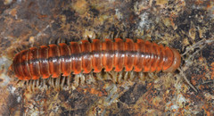 Xystocheir dissecta dissecta