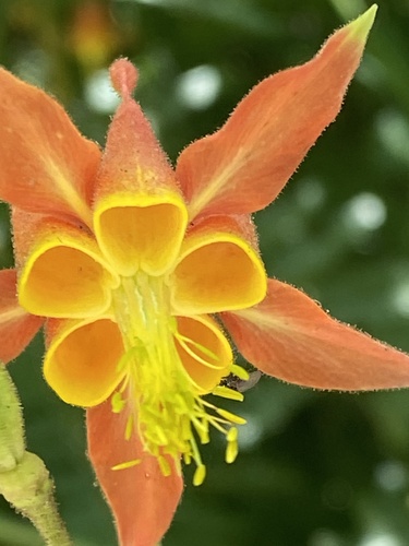 iNaturalist observation photo of western columbine