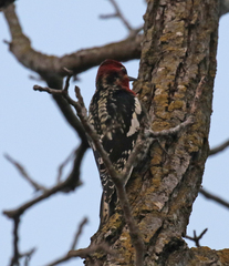 Sphyrapicus ruber × nuchalis