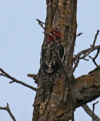 Sphyrapicus ruber × nuchalis