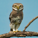Forest Owlet - Photo (c) Saswat Mishra, some rights reserved (CC BY-SA)