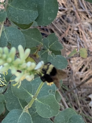 iNaturalist observation photo of Yellow-faced Bumble Bee