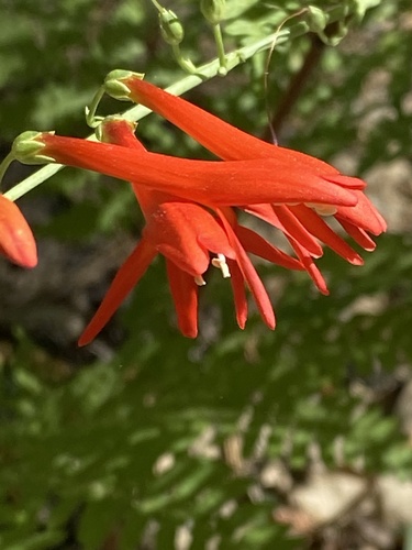 iNaturalist observation photo of San Gabriel beardtongue