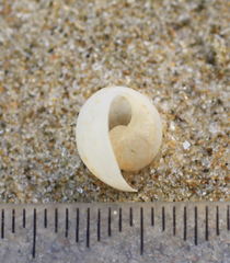 Papawera zelandiae