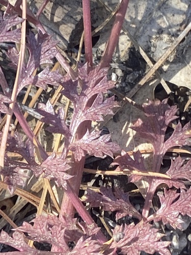 iNaturalist observation photo of Parish's umbrellawort
