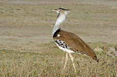 Ardeotis kori struthiunculus
