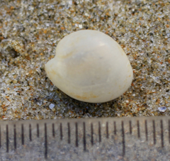 Papawera zelandiae