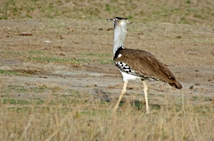 Ardeotis kori struthiunculus