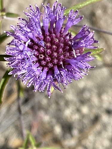 iNaturalist observation photo of mustang mint