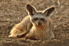 Bat-Eared Fox photo 5