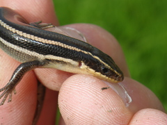 Plestiodon gilberti cancellosus