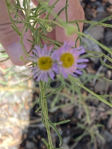 iNaturalist observation photo of Leafy Fleabane