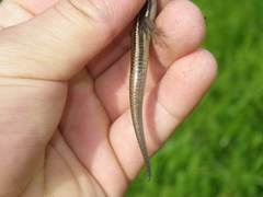Plestiodon gilberti cancellosus