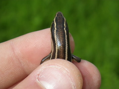 Plestiodon gilberti cancellosus