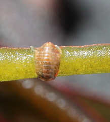 Isocladus armatus