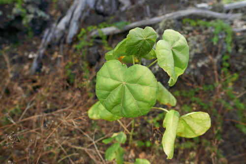 Hibiscadelphus hualalaiensis observed 2023-07-19