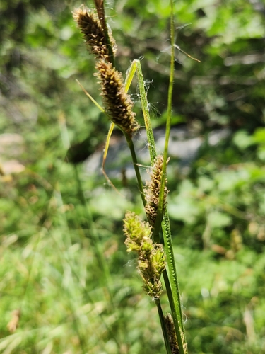 Schott's sedge (Carex schottii)