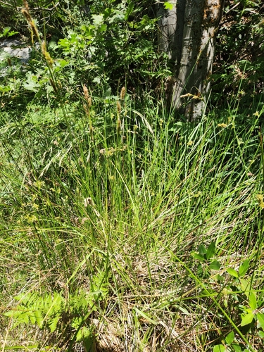 Image of Carex schottii by no rights reserved