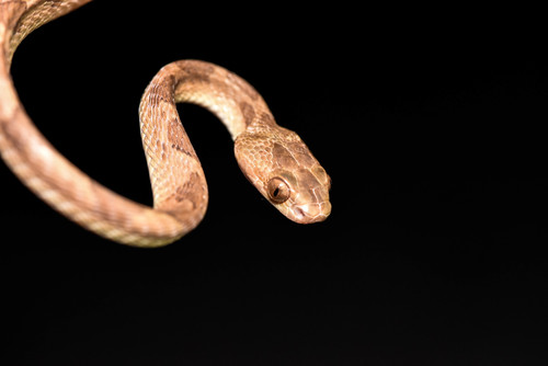 Boiga kraepelini