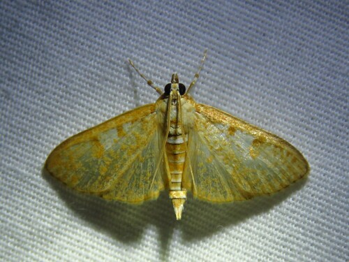 Freeman's Palpita Moth photo 5