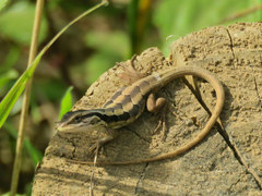 Liolaemus schroederi
