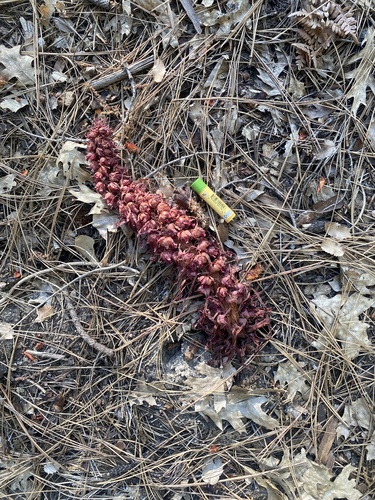 iNaturalist observation photo of Snowplant