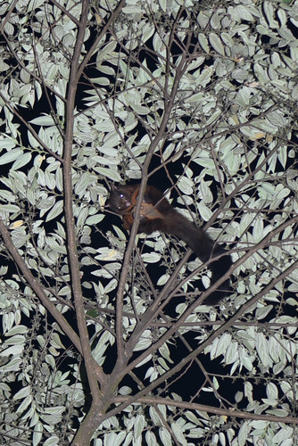 Petaurista grandis