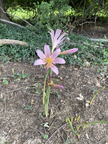 Lycoris squamigera